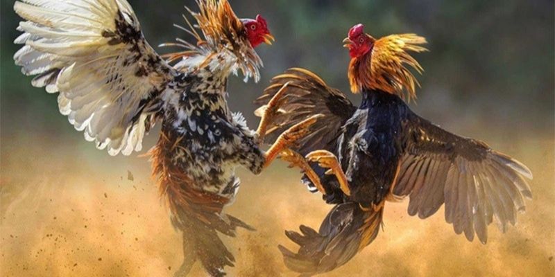 Ưu nhược điểm khi nuôi gà đá chạy kiệu